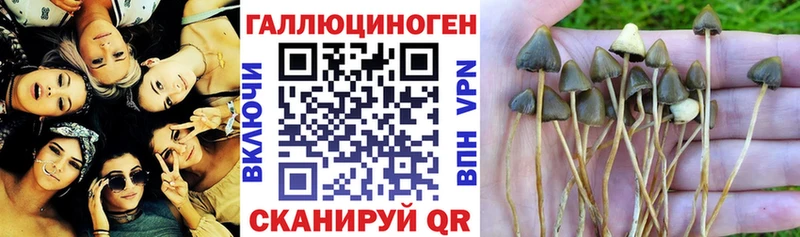 Галлюциногенные грибы мицелий  купить  цена  Вытегра 
